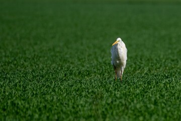 Ein weißer Silberreiher steht in ein grünen Grasfeld im Sonnenlicht 