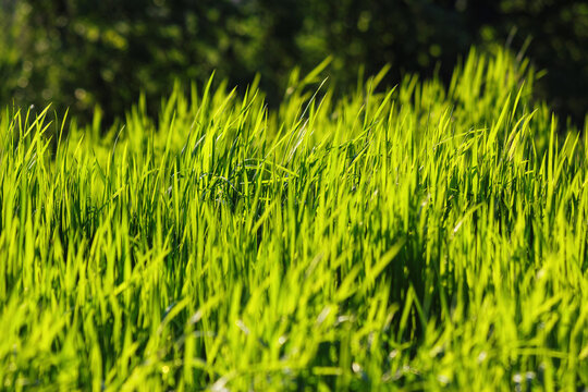 texture of grassy lawn in spring. backlit nature background