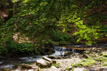 Obraz premium brook in the forest. wilderness nature background with wet rocks on the shore. bright summer day