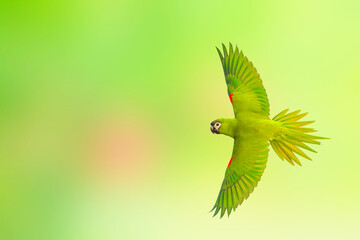 Red-shouldered macaw flying on a green nature background.