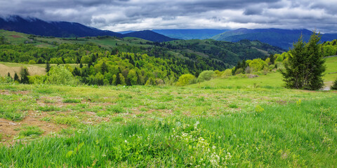 mountainous carpathian countryside in the morning. perfect outdoor experience in nature