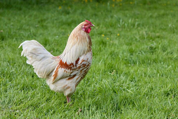 White young rooster free-range in garden