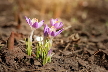 Purple Crocus Flowers in Spring. High quality photo.