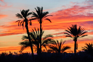 Obraz na płótnie Canvas Beautiful sunset in the palm grove of Elche, declared a World Heritage Site. Located in the Valencian Community, Alicante province, Elche, Spain