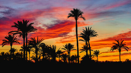 Obraz na płótnie Canvas Beautiful sunset in the Palmeral of Elche, declared a World Heritage Site. Located in the Valencian Community, Alicante province, Elche, Spain