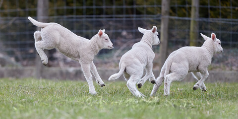 Young white lambs play in meadow © erwin