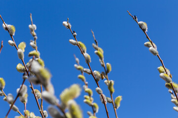 Fluffy soft willow buds