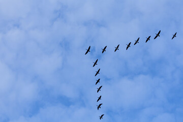 Group of migrating geese birds