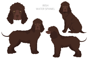 Irish water spaniel clipart. Different poses, coat colors set