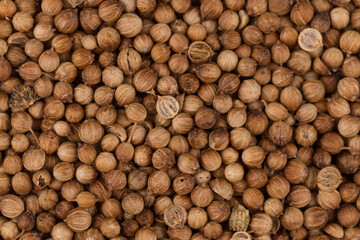 Close up of dried coriander seeds