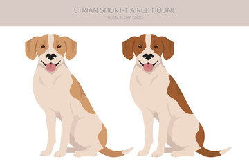 Istrian Short-haired hound clipart. Different poses, coat colors set