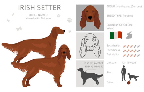 Irish red setter clipart. Different poses, coat colors set