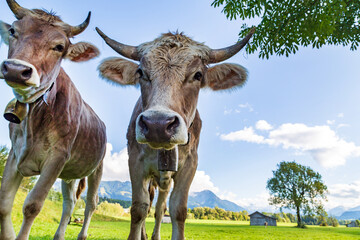 Kuh - Allg&auml;u - Fr&uuml;hling - Malerisch - neugierig - K&auml;lbchen - s&uuml;&szlig;