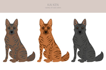 Kai Ken clipart. Different poses, coat colors set