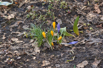 Crocuses bloom on the lawn in the garden. Saffron or Crocus (lat. Crocus) is a genus of perennial tuberous herbaceous plants of the Iris family (Iridaceae).