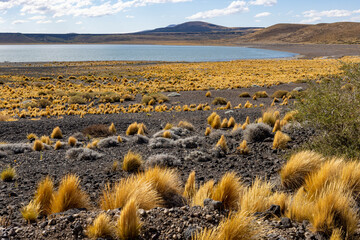 National Park Laguna Blanca in Neuquén, Argentina - Traveling South America