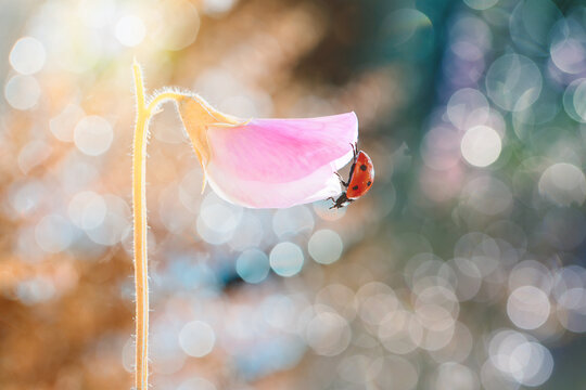 Beautiful red ladybug walking on fragrant pea