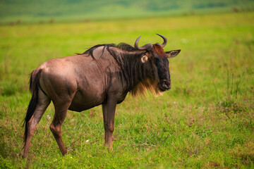 Naklejka na ściany i meble Blue wildebeest stands eyeing camera in grassland in national african reserve