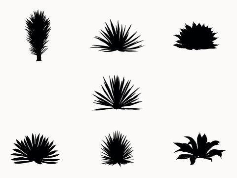 set of agave plant silhouette vector illustration