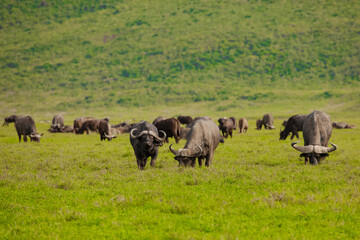 Fototapeta premium Cape buffalo (Syncerus caffer) standing in a field of dried grasses in Afrika in nature