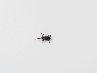 Tick on a white background. Dog tick. Close-up.