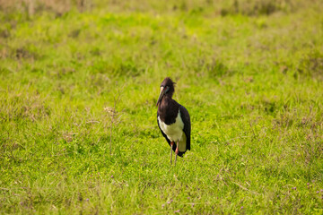 A wild adult black stork(Ciconia nigra) foraging in a garden in Africa