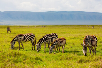 Fototapeta na wymiar Zebra in the grass nature habitat, National Park of Tanzania. Wildlife scene from nature, Africa Ngorongoro crater