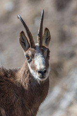 Female Alpine chamois (Rupicapra rupicapra) close up, Italian Alps.