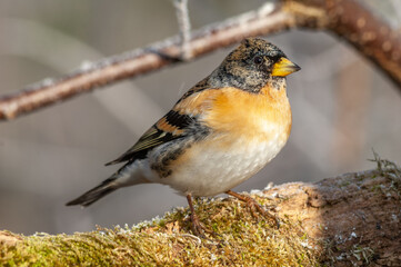 Brambling (Fringilla montifringilla) male perched on a branch in the forest in winters.