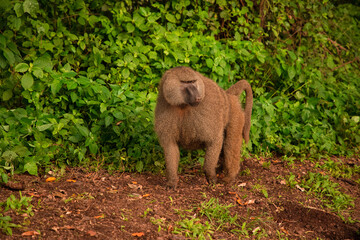 The olive baboon (Papio anubis) called the Anubis baboon of the family Cercopithecidae Baboon in Tanzania.