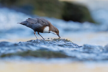 White-throated dipper 