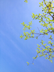 Spring on the blue sky in Hanoi, Vietnam
