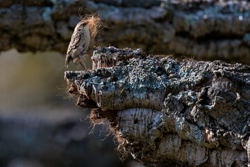 Short-toed treecreeper (Certhia brachydactyla). 