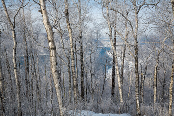 Winter view of forest on the coast of lake Baikal