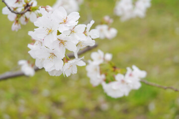 Fototapeta premium 緑の広場に垂れる桜の枝