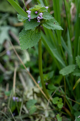 ortie en fleur