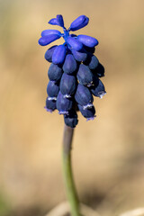 macro de muscari