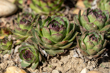 Obraz premium joubarbe sempervivum