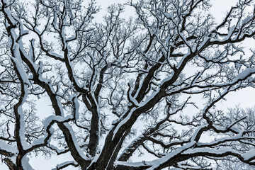 Peaceful Winter Monochrome: a Trees Tale.