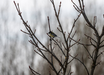 a beautiful bird sits on a branch in search of food on a spring day