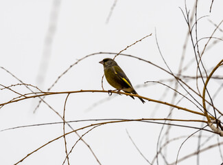 greenfinch canary sits on a branch in search of food on a spring day