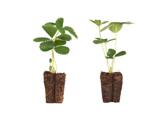 Strawberry plant with roots isolated on transparent or white background. Preparation of the vegetable garden, planting in March and April.