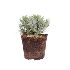 lavender with roots for planting in the garden. Isolate on white background