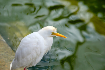 The cattle egret (Bubulcus ibis) is a cosmopolitan species of heron (family Ardeidae) found in the tropics, subtropics, and warm-temperate zones