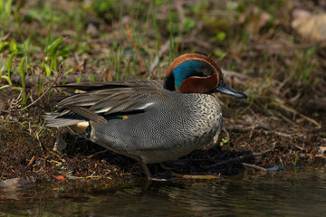 水辺の浅瀬で安らぐコガモの雄