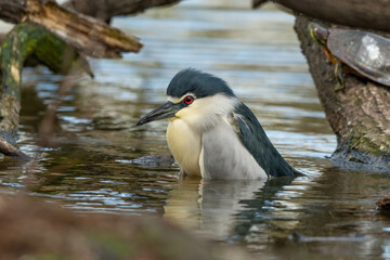 水中に立つゴイサギ