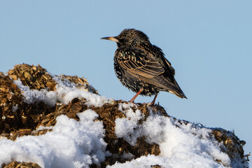 Common starling