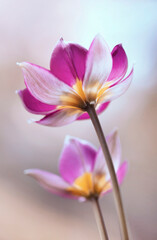 Tulipany botaniczne Lilac Wonder