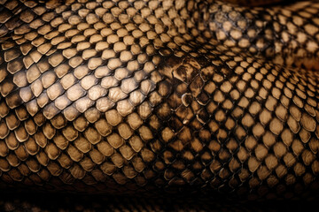 Sleek and Striking Snake Skin Texture