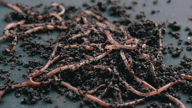Close up Crawling Red Earthworms in Black Soil Isolated on Black Background. Slow motion. A group of wriggling earthworms in wet compost. Fishing worms. Red worms Dendrobaena. Loosening fertile soil.